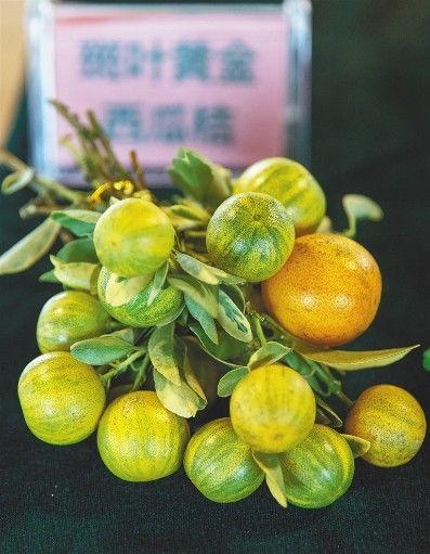 红桔瓜怎么吃,解锁美味新体验