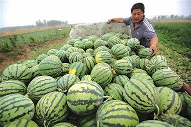 青岛情侣吃瓜,共享夏日浪漫时光