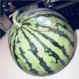 株洲网红吃瓜,揭秘当地美食圈的热辣话题