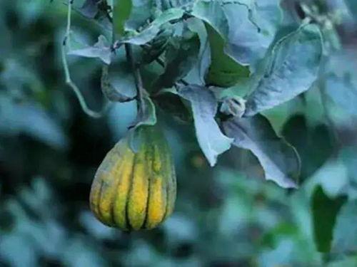 王瓜花可以吃吗,美味还是毒草？揭秘其食用之谜