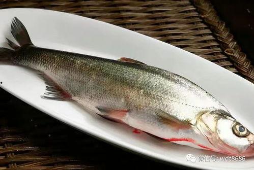 吃活八瓜鱼韩国