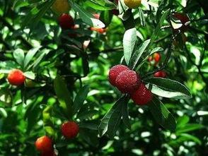 上饶吃瓜,揭秘网络热议背后的真相与笑料