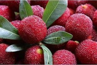 上饶吃瓜,揭秘网络热议背后的真相与笑料