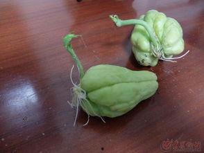 网上买的佛手瓜可以吃吗,安全食用指南