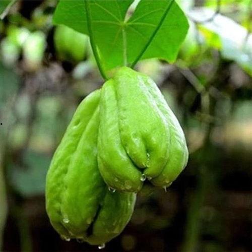 网上买的佛手瓜可以吃吗,安全食用指南