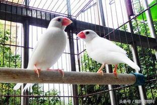 白文鸟可以吃瓜吗,瓜果新宠