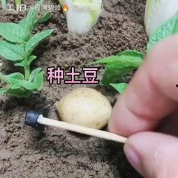 绵绵吃瓜专属小号,揭秘娱乐圈幕后故事