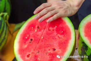 ucsd大学吃瓜,揭秘校园里的“吃瓜”文化现象