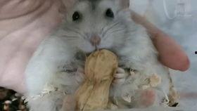 铁憨憨吃瓜,揭秘娱乐圈那些不为人知的幕后故事