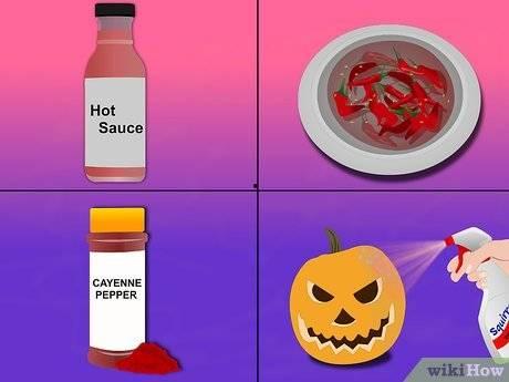 如何防止松鼠吃瓜,实用防鼠攻略大揭秘