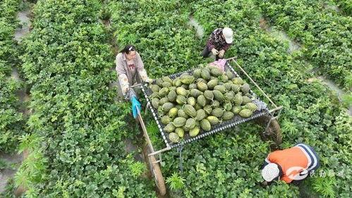 牛退瓜怎么吃,解锁美味新境界