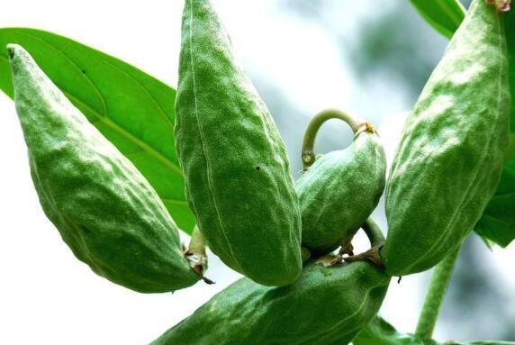 牛退瓜怎么吃,解锁美味新境界