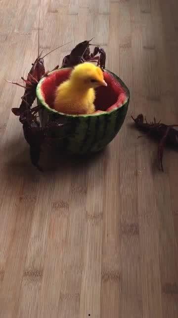小鸡吃瓜图