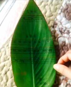 丝芭所有吃瓜,揭秘娱乐圈的瓜田盛宴