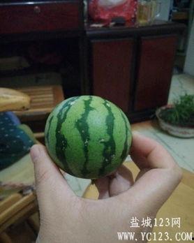 盐城烧瓜怎么吃,传统美食的独特风味与多样吃法