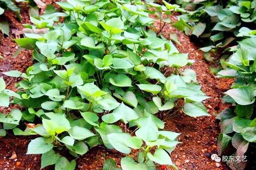 汾阳的吃瓜,夏日吃瓜，清凉一夏的味蕾之旅