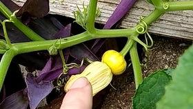 吃瓜大瓜花,揭秘吃瓜大瓜花的传奇故事