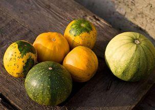 小孩吃高瓜的功效与作用,儿童健康成长的营养佳品