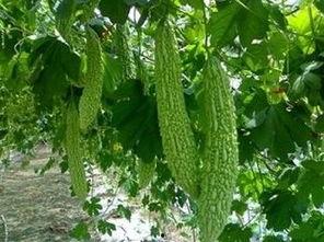 小孩吃高瓜的功效与作用,儿童健康成长的营养佳品