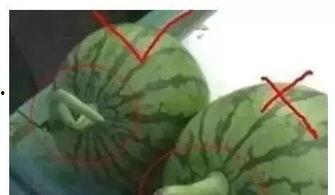 51吃瓜网怎么进去,轻松进入，畅享海量娱乐资讯