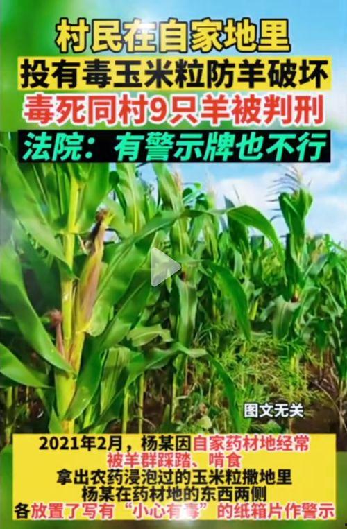 51吃瓜网怎么进去,轻松进入，畅享海量娱乐资讯