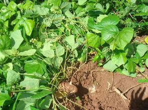 怎么吃土瓜,解锁健康美味新方式