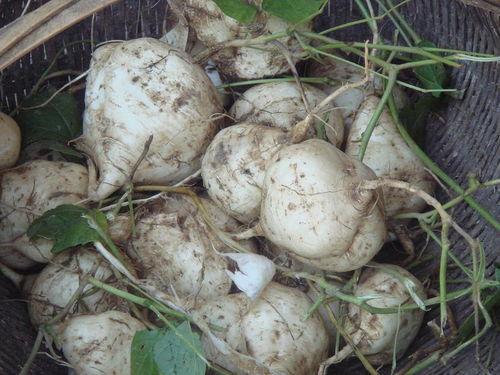 怎么吃土瓜,解锁健康美味新方式