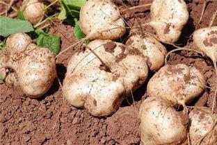 怎么吃土瓜,解锁健康美味新方式