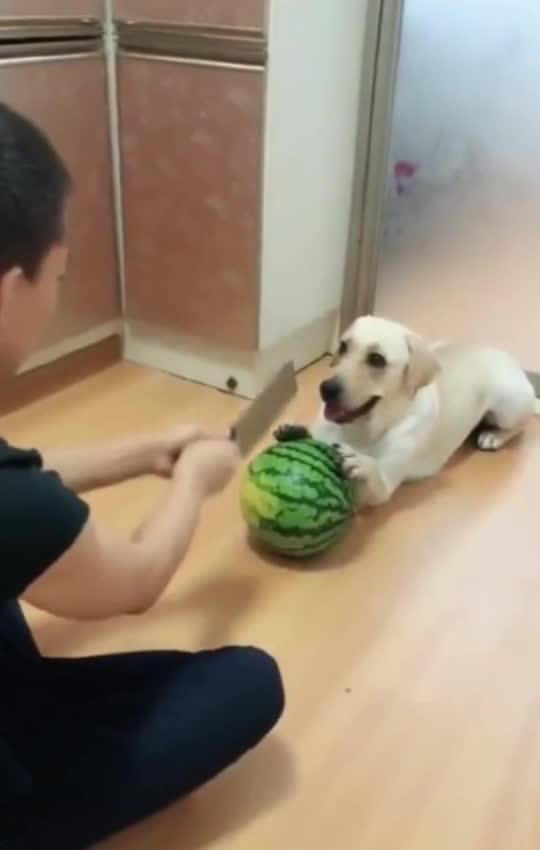 吃瓜被吓到,吃瓜群众意外遭遇惊悚瞬间