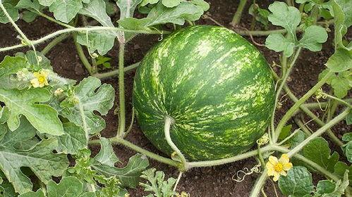 吃泥瓜长胖吗,吃泥瓜真的会长胖吗？