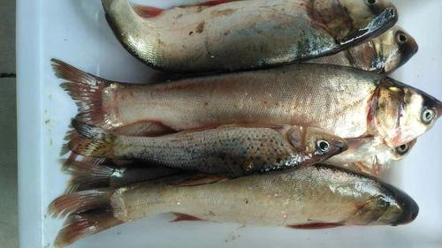 小鱼吃瓜视频在哪,热门内容背后的制作奥秘