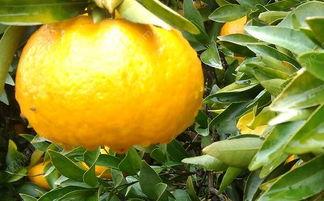 面瓜能和桔子一起吃,美味碰撞的神奇搭配