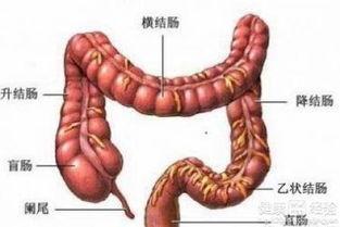 结肠炎吃拉瓜