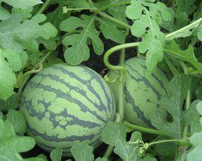 湖水瓜孕妇可以吃吗,安全与营养两不误