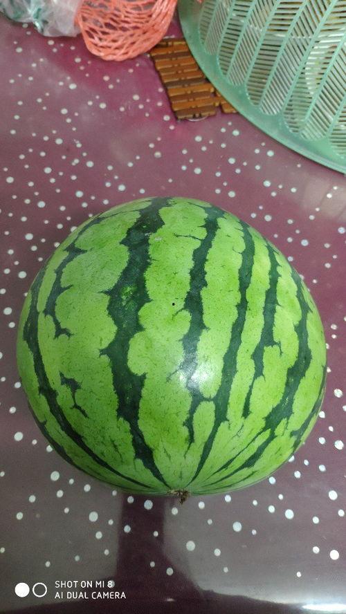 大西瓜直播吃瓜吃大个瓜