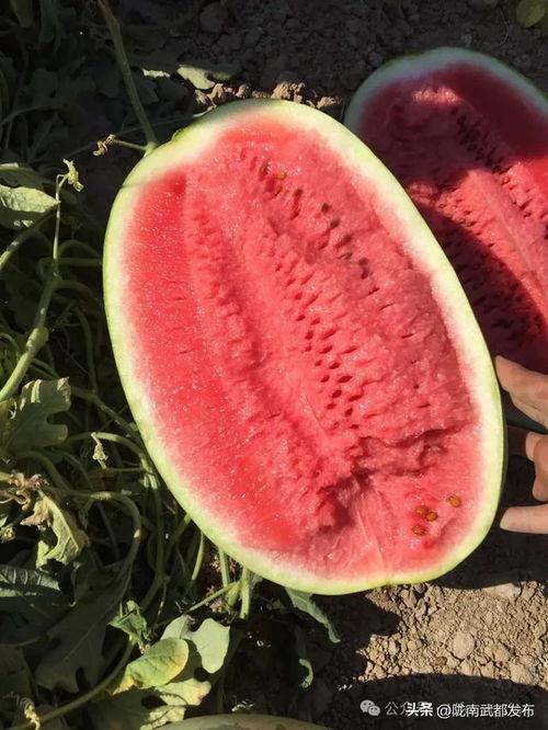 大西瓜直播吃瓜吃大个瓜