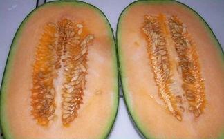 吃菌子可以吃哈密瓜吗,探索菌子与哈密瓜的完美搭配