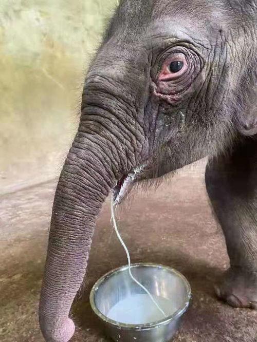 象宝宝吃瓜生气