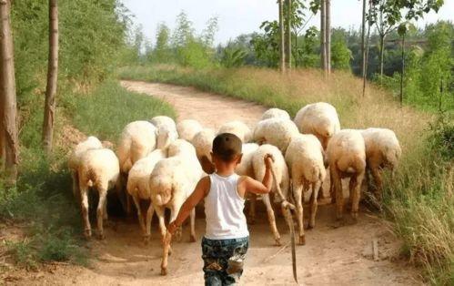 蒙古大力士吃瓜视频,吃瓜视频展现惊人食量与力量