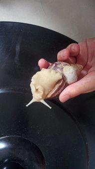 吃瓜的小蜗,揭秘娱乐圈那些事儿