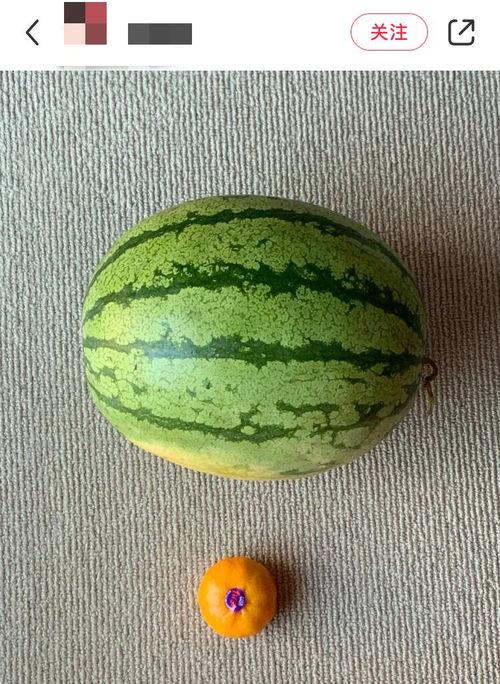 为什么吃豆少吃瓜,揭秘为何豆少吃瓜的饮食智慧