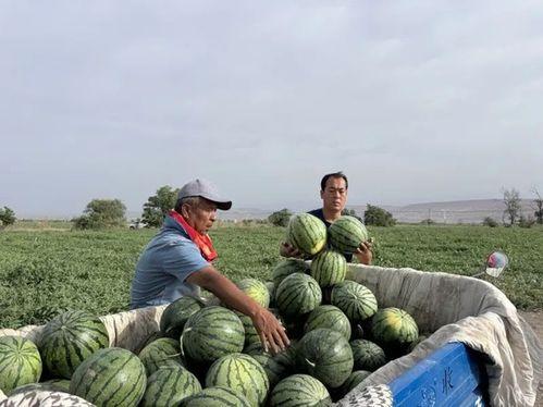 曹县7.29吃瓜,一场网络狂欢背后的真相与反思