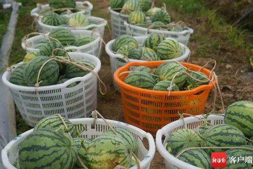 农职吃瓜,趣味横生的校园生活剪影