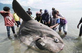 渔民吃瓜围观演习,见证海上安全新篇章