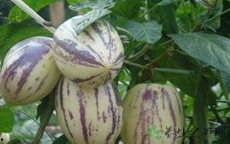 吃茄瓜的功效,全面揭秘茄瓜的神奇功效