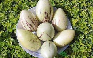 吃茄瓜的功效,全面揭秘茄瓜的神奇功效