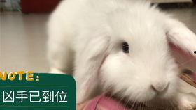 兔子坐着吃瓜,坐着吃瓜的惬意生活