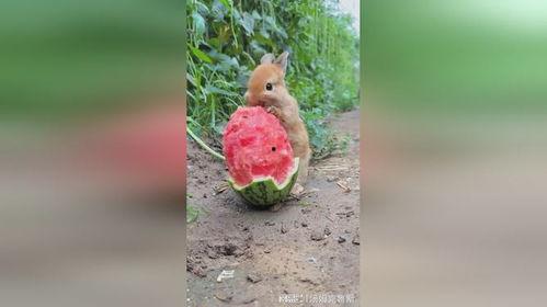 兔子坐着吃瓜,坐着吃瓜的惬意生活