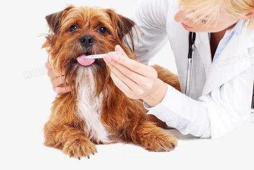 宠物医院吃瓜,宠物医院里的那些“吃瓜”趣事