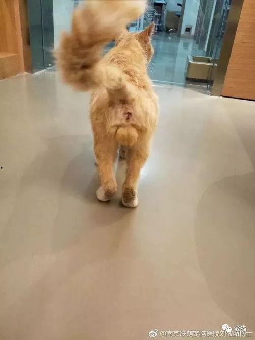 宠物医院吃瓜,宠物医院里的那些“吃瓜”趣事